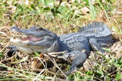 Sunbathing gator, roughly 7-8 feet long