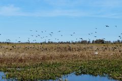 Black birds and a white egret