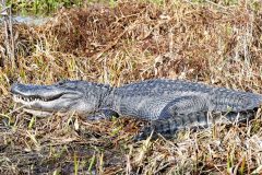 Biggest gator of the day -- over 11 feet long