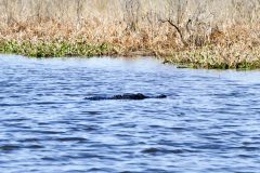 Gator in stealth mode