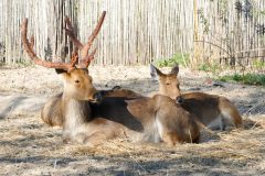 Swamp Deer from Nepal