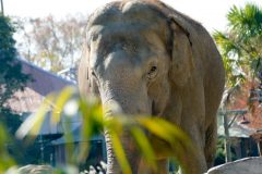 Asian elephant