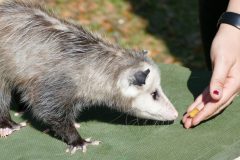 Rescued baby possum named Sage