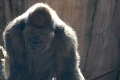 Okpara, the silverback gorilla