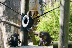 Mandrill family