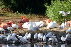 So many birds! Ibis, flamingoes, and white pelicans.