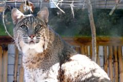 Bobcat in a mock chicken coop