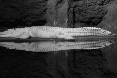 Dramatic white alligator in black and white
