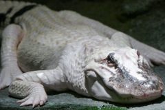 They are leucistic -- not albino -- so they have some pigment including blue eyes
