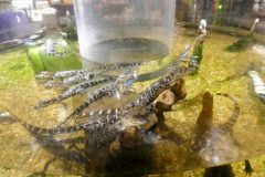 Baby gators in the gift shop. Doubt they're for sale.