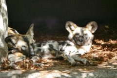African wild dogs