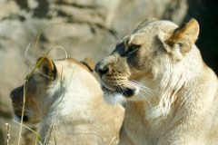 Lionesses