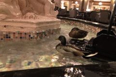 The stars of the lobby