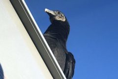 Vultures roosted at our RV park and walked on top of the rigs. You might not be into this, but I am really into this.