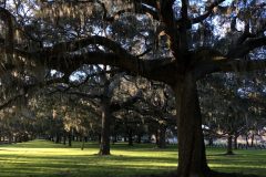 Park with live oak and spanish moss