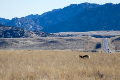 Pronghorn doe grazing