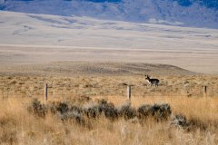 Pronghorn buck after clearing the highway fence