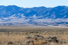 Pronghorn buck in the vastness of Wyoming
