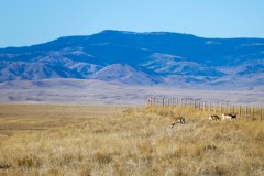 Three pronghorn does