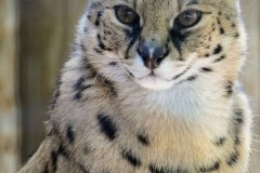 Serval