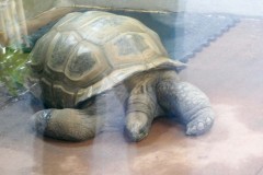 Mr. Mac, an Aldabra tortoise