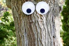 The trees are watching