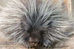 North American porcupine