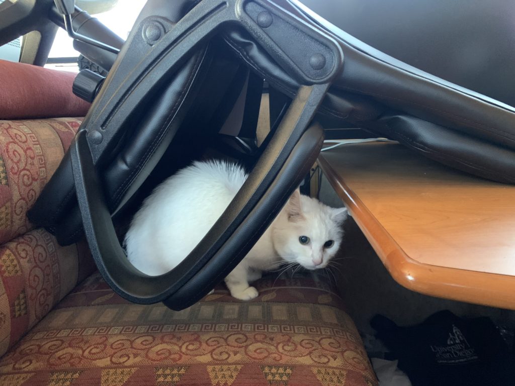 Lilly the cat on a bench under a chair